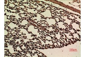 Immunohistochemistry (IHC) analysis of paraffin-embedded Mouse Lung, antibody was diluted at 1:100. (JAM2 anticorps  (Internal Region))