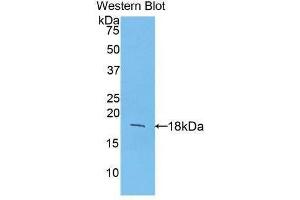 Western Blotting (WB) image for anti-Fibroblast Growth Factor 1 (Acidic) (FGF1) (AA 16-155) antibody (ABIN3209669) (FGF1 anticorps  (AA 16-155))
