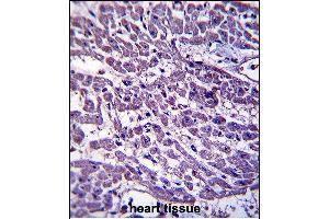 EMILIN3 Antibody (C-term) (ABIN657585 and ABIN2846588) immunohistochemistry analysis in formalin fixed and paraffin embedded human heart tissue followed by peroxidase conjugation of the secondary antibody and DAB staining. (EMILIN3 anticorps  (C-Term))
