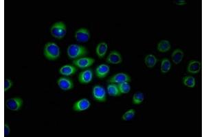 Immunofluorescent analysis of A549 cells using ABIN7151618 at dilution of 1:100 and Alexa Fluor 488-congugated AffiniPure Goat Anti-Rabbit IgG(H+L) (ERVK-6 anticorps  (AA 90-632))