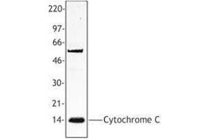 Western Blotting (WB) image for anti-Cytochrome C, Somatic (CYCS) antibody (ABIN2666328) (Cytochrome C anticorps)