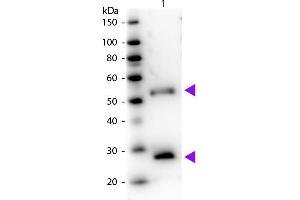 Western Blot of Peroxidase Donkey Anti-Mouse IgG Pre-Adsorbed secondary antibody. (Âne anti-Souris IgG (Heavy & Light Chain) Anticorps (HRP))