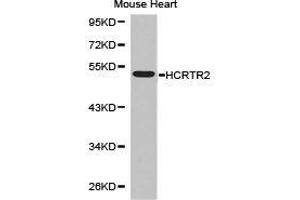 Western Blotting (WB) image for anti-Hypocretin (Orexin) Receptor 2 (HCRTR2) antibody (ABIN1872952) (HCRTR2 anticorps)