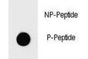 Dot blot analysis of phospho-PARP1 antibody.