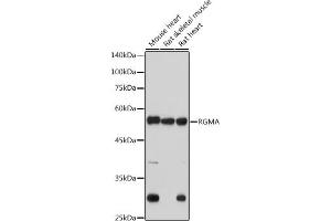 Western blot analysis of extracts of various cell lines, using RGMA antibody (ABIN7269957) at 1:1000 dilution. (RGMA anticorps)