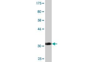 Western Blot detection against Immunogen (32.