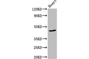 Western Blot Positive WB detected in: Mouse heart tissue All lanes: APOBEC3F antibody at 2. (APOBEC3F anticorps  (AA 139-287))