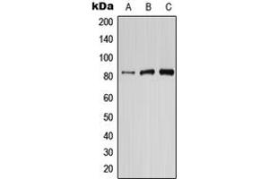 Western blot analysis of PIK3R6 expression in HepG2 (A), mouse brain (B), rat brain (C) whole cell lysates.