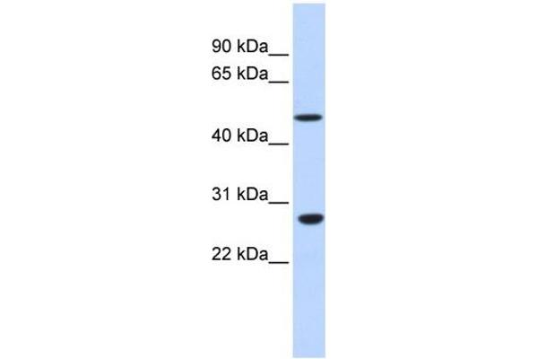 ZNF556 抗体  (N-Term)