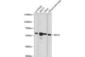 Western blot analysis of extracts of various cell lines, using EDC3 antibody (ABIN6131869, ABIN6139927, ABIN6139928 and ABIN6217872) at 1:3000 dilution. (EDC3 anticorps  (AA 159-508))