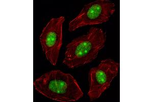 Fluorescent image of A549 cell stained with N Antibody (C-term) (ABIN389343 and ABIN2839452)/SH090717BE. (NPM1 anticorps  (C-Term))