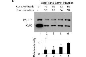 The association of PARP-1 with CCR6DNP is sequence dependent and allele specific.