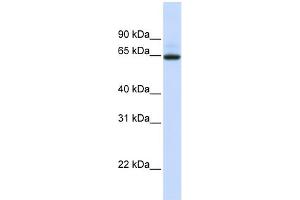 WB Suggested Anti-UGT1A7 Antibody Titration:  0. (UGT1A7 anticorps  (N-Term))