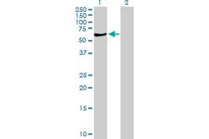 Western Blot analysis of SGSH expression in transfected 293T cell line by SGSH MaxPab polyclonal antibody.