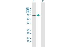 Western Blot analysis of SHC3 expression in transfected 293T cell line by SHC3 MaxPab polyclonal antibody.