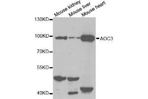Western blot analysis of extracts of various cell lines, using AOC3 antibody. (AOC3 anticorps  (AA 27-190))