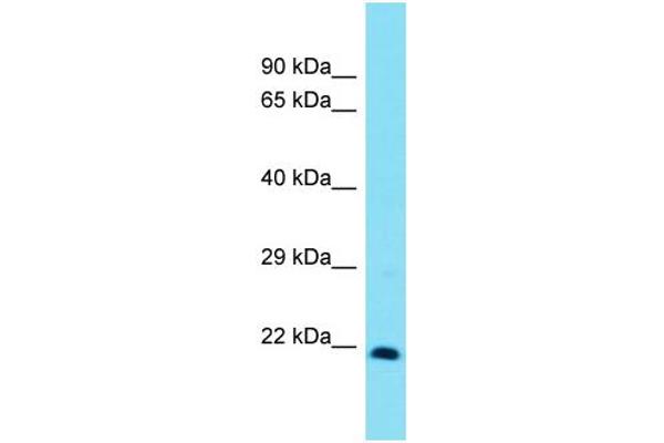 Homeobox, Msh-Like 3 (MSX3) (C-Term) anticorps