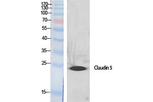 Western Blot analysis of various cells using Claudin-5 Polyclonal Antibody diluted at 1:500. (Claudin 5 anticorps  (AA 140-220))