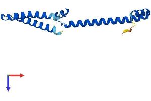 AlphaFold protein structure predicition of Human Recombinant MED10 Protein, UniprotID Q9BTT4