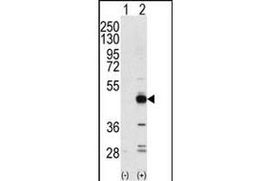 Western blot analysis of NPK(arrow) using rabbit polyclonal NPK Antibody (ABIN392789 and ABIN2842228). (TRIB3 anticorps  (N-Term))