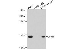 Immunoprecipitation analysis of 200ug extracts of Jurkat cells using 1ug LSM4 antibody. (LSM4 anticorps)