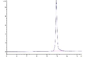 The purity of SARS-CoV-2 3CLpro (L167F) is greater than 95 % as determined by SEC-HPLC. (SARS-Coronavirus Nonstructural Protein 8 (SARS-CoV NSP8) (L167F) Protéine)