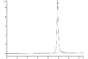 The purity of SARS-CoV-2 3CLpro (L167F) is greater than 95 % as determined by SEC-HPLC. (SARS-Coronavirus Nonstructural Protein 8 (SARS-CoV NSP8) (L167F) Protéine)
