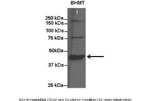Lanes:   Lane1: 20 ug rat liver lysate  Primary Antibody Dilution:   1:1000  Secondary Antibody:   Anti-rabbit HRP  Secondary Antibody Dilution:   1:15000  Gene Name:   BHMT  Submitted by:   Anonymous