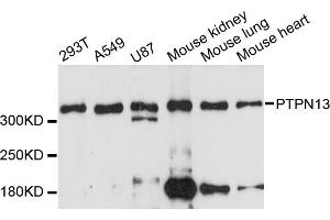 Western blot analysis of extracts of various cell lines, using PTPN13 antibody (ABIN6293479) at 1:3000 dilution. (PTPN13 anticorps)