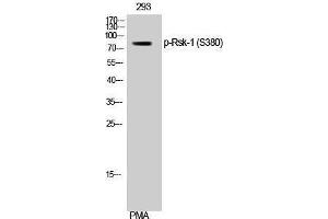 Western Blotting (WB) image for anti-Ribosomal Protein S6 Kinase, 90kDa, Polypeptide 1 (RPS6KA1) (pSer380) antibody (ABIN3182212) (RPS6KA1 anticorps  (pSer380))