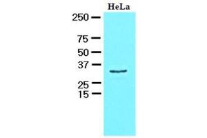 Western Blotting (WB) image for anti-HCLS1 Associated Protein X-1 (HAX1) (AA 1-279), (N-Term) antibody (ABIN400856) (HAX1 anticorps  (N-Term))