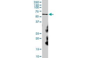 CAT MaxPab polyclonal antibody. (Catalase anticorps  (AA 1-527))