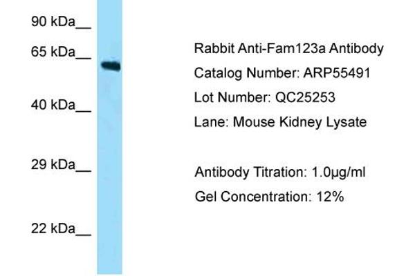 AMER2 antibody  (N-Term)