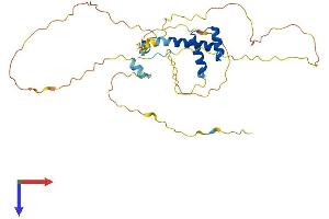 AlphaFold protein structure predicition of Mouse Recombinant Dbx1 Protein, UniprotID P52950