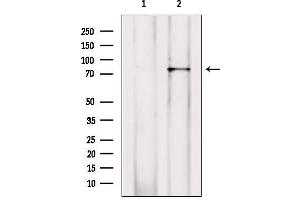 Western blot analysis of extracts from mouse brain, using RALBP1 Antibody.