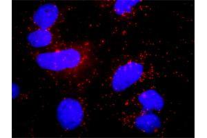 Proximity Ligation Analysis of protein-protein interactions between HCK and PLCG1.