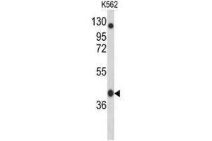 Western blot analysis of APOBEC3F Antibody (N-term) in K562 cell line lysates (35µg/lane). (APOBEC3F anticorps  (N-Term))