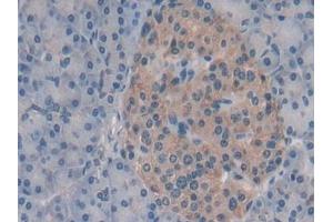 Detection of STX2 in Human Pancreas Tissue using Polyclonal Antibody to Syntaxin 2 (STX2) (STX2 anticorps  (AA 8-262))