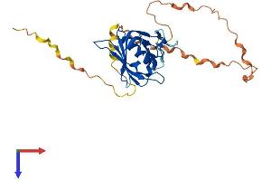 AlphaFold protein structure predicition of Human Recombinant WBP2 Protein, UniprotID Q969T9