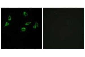 Immunofluorescence analysis of MCF-7 cells, using OR10S1 antibody. (OR10S1 anticorps  (Internal Region))