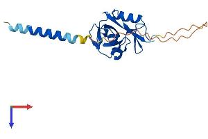 AlphaFold protein structure predicition of Human Recombinant CLEC5A Protein, UniprotID Q9NY25