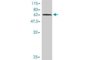 Western Blot detection against Immunogen (58.