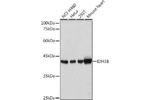 Western blot analysis of extracts of various cell lines, using IDH3B Rabbit pAb (ABIN6128145, ABIN6142149, ABIN6142150 and ABIN6217848) at 1:1000 dilution. (IDH3B anticorps  (AA 35-170))