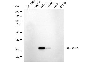 Western blotting analysis using GJB1 antibody (ABIN7798692).