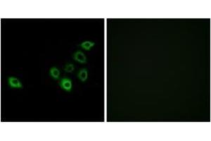 Immunofluorescence analysis of A549 cells, using OR51S1 Antibody. (OR51S1 anticorps  (AA 211-260))