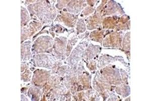Immunohistochemistry (IHC) image for anti-Mitogen-Activated Protein Kinase Associated Protein 1 (MAPKAP1) (N-Term) antibody (ABIN1031450) (MAPKAP1 anticorps  (N-Term))