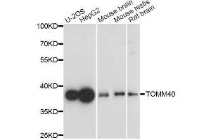 Western blot analysis of extracts of various cell lines, using TOMM40 antibody. (TOMM40 anticorps  (AA 1-90))