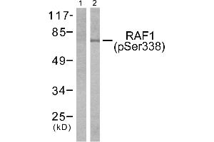 Western blot analysis of extracts from NIH-3T3 cells treated with PMA (125ng/ml, 15mins), using, using Raf1 (phospho-Ser338) antibody (Line 1 and 2). (RAF1 anticorps  (pSer338))
