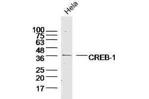 Hela lysates probed with CREB-1 Polyclonal Antibody, Unconjugated  at 1:300 dilution and 4˚C overnight incubation. (CREB1 anticorps  (AA 221-314))