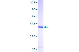 Image no. 1 for Iron-sulfur cluster assembly enzyme ISCU, mitochondrial (ISCU) (AA 26-167) protein (GST tag) (ABIN1308129)
